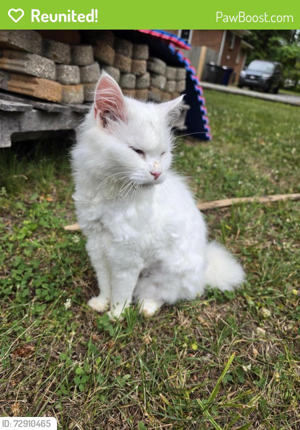 Reunited Unknown Cat last seen Old salisbury rd and Thompson dr, Winston-Salem, NC 27127