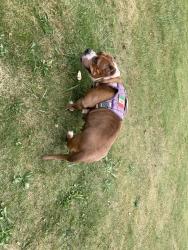 Found/Stray Female Dog last seen Royce rd and Kendrick Jonesboro ga, Clayton County, GA 30238