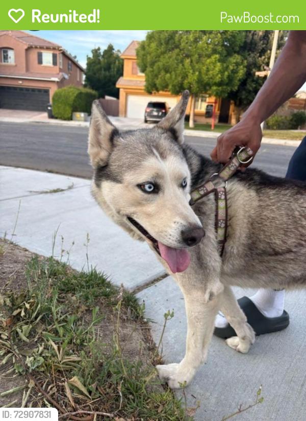 Reunited Female Dog last seen Spring St and Vahan Ct, Lancaster, CA 93536