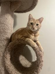 Reunited Male Cat last seen Near W 150 N, Layton, UT 84041, USA, Layton, UT 84041