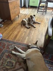 Reunited Unknown Dog last seen Houston Rd/ Hartley Bridge Rd, Macon, GA 31216