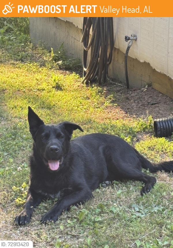 Found/Stray Male Dog last seen Near I59, Valley Head, AL 35989