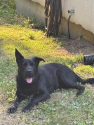 Found/Stray Male Dog last seen Near I59, Valley Head, AL 35989
