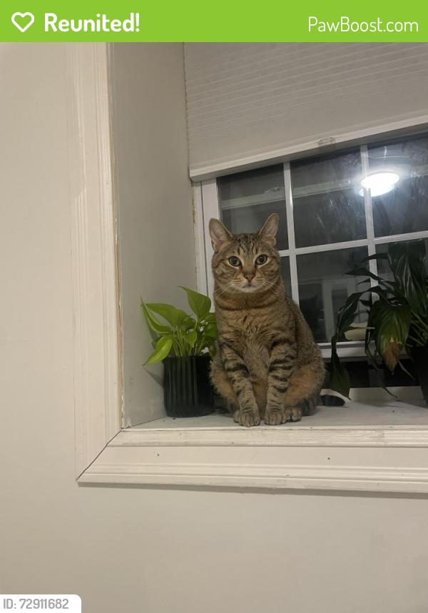 Reunited Male Cat last seen Ciccarone Park, The Bronx, NY 10458