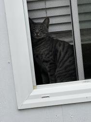Reunited Female Cat last seen Roosevelt ave & Corona St, Lemon Grove, CA 91945