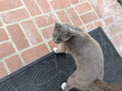 Found/Stray Female Cat last seen Barrett Ln/ Old Foothill, North Tustin, CA 92705