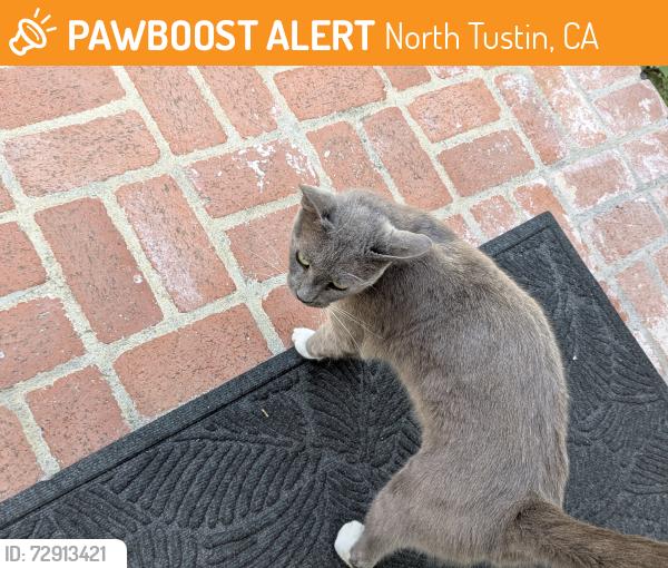 Found/Stray Female Cat last seen Barrett Ln/ Old Foothill, North Tustin, CA 92705