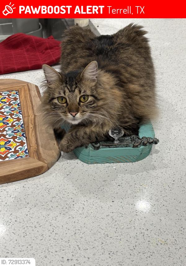 Lost Male Cat last seen Motel 6, quality inn, Schotzly’s in Terrell Tx, Terrell, TX 75160