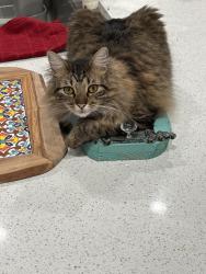 Lost Male Cat last seen Motel 6, quality inn, Schotzly’s in Terrell Tx, Terrell, TX 75160