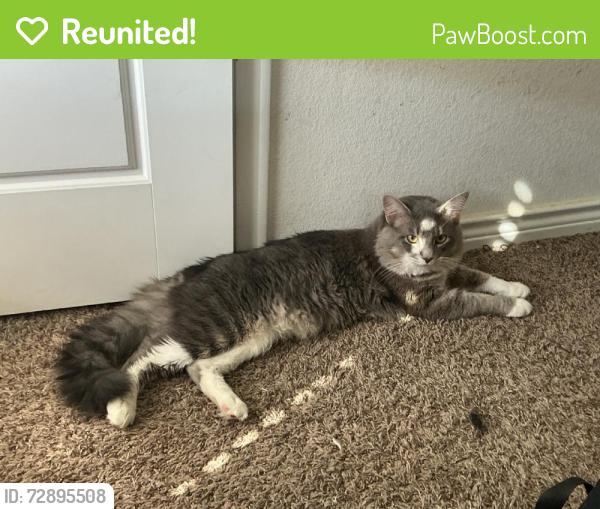 Reunited Male Cat last seen Near Larimar Dr, Aubrey, TX 76227, USA, Aubrey, TX 76227