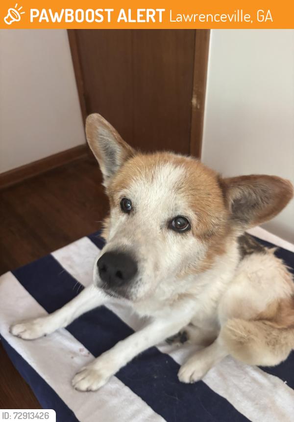 Found/Stray Male Dog last seen Pappadeaux Seafood Kitchen , Lawrenceville, GA 30043