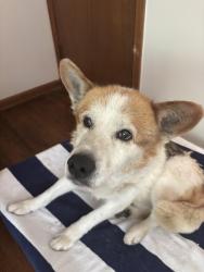 Found/Stray Male Dog last seen Pappadeaux Seafood Kitchen , Lawrenceville, GA 30043