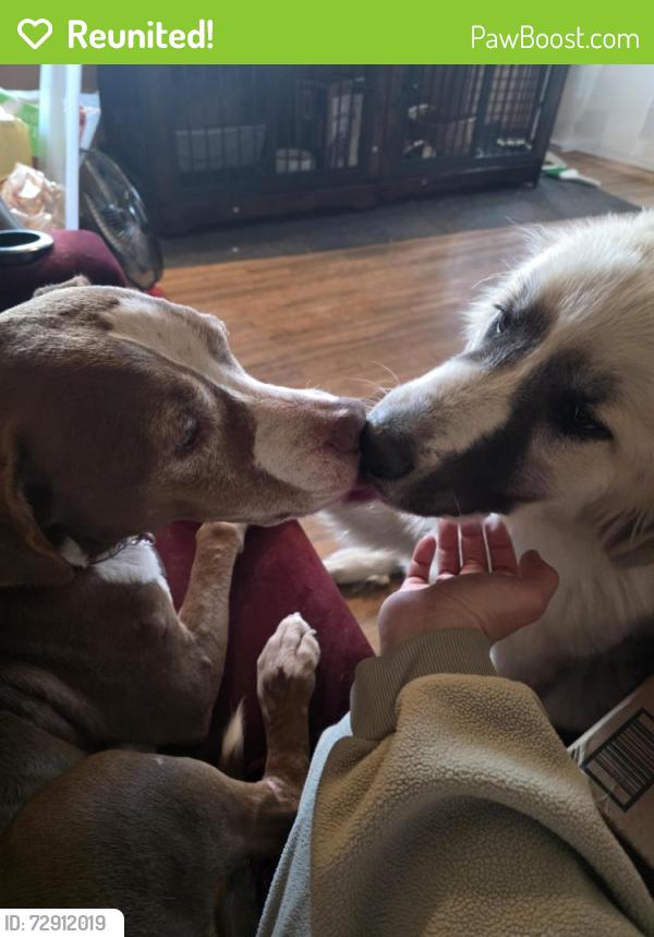 Reunited Male Dog last seen Queen and Irma , Maize, KS 67101