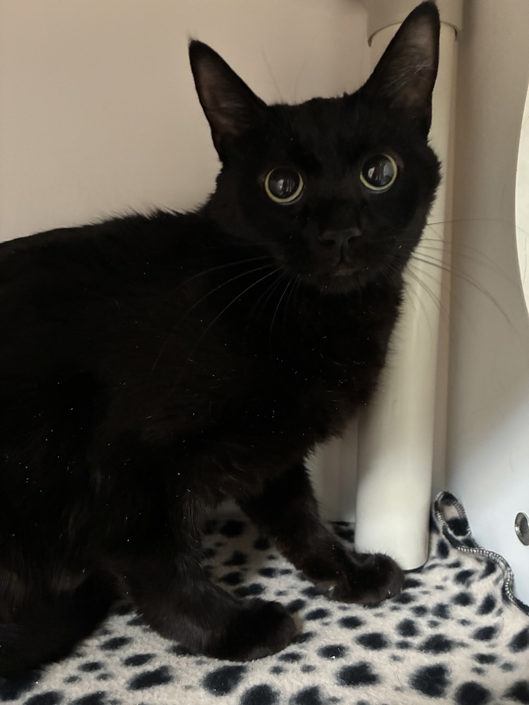 Shelter Stray Female Cat last seen Near W 4955 S, Kearns Township, UT, 84118, Taylorsville, UT 84123