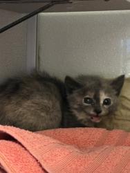 Shelter Stray Female Cat last seen Near S 4000 W, Bluffdale, UT, 84065, Taylorsville, UT 84123