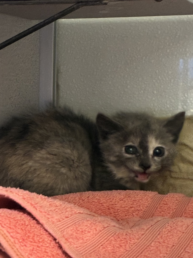 Shelter Stray Female Cat last seen Near S 4000 W, Bluffdale, UT, 84065, 511 W 3900 S, Salt Lake City, UT 84123, USA
