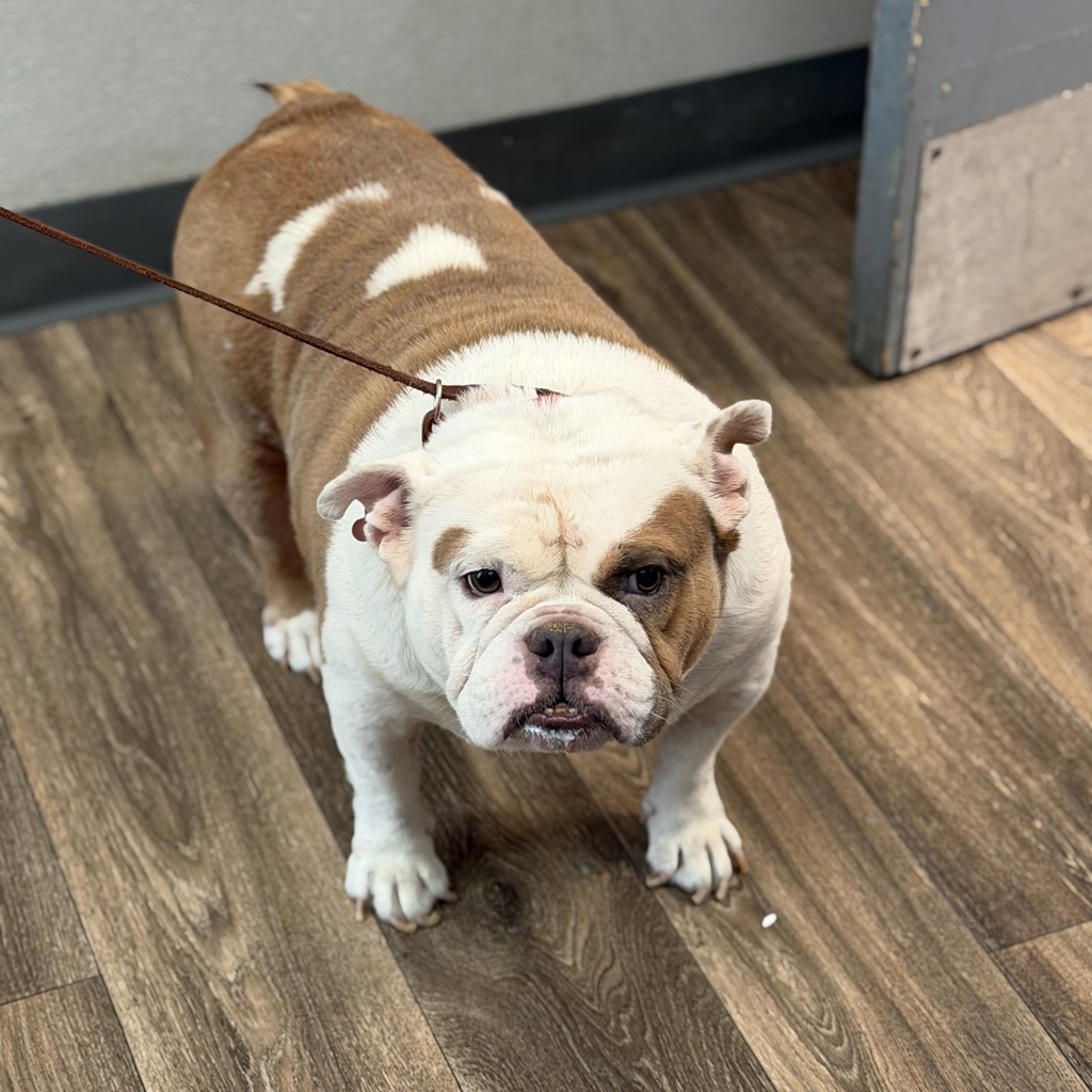 Shelter Stray Female Dog last seen Near Kelly Street, San Diego, CA, 92111, San Diego, CA 92110