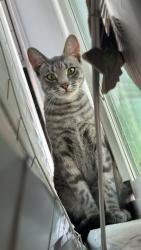Reunited Female Cat last seen Roosevelt ave and Corona st, Lemon Grove, CA 91945
