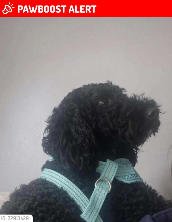 Lost Male Dog last seen Gadbury Fold, Atherton, England M46