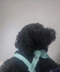 Lost Male Dog last seen Gadbury Fold, Atherton, England M46