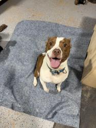 Found/Stray Male Dog last seen Brianwood drive, Newnan, GA 30265