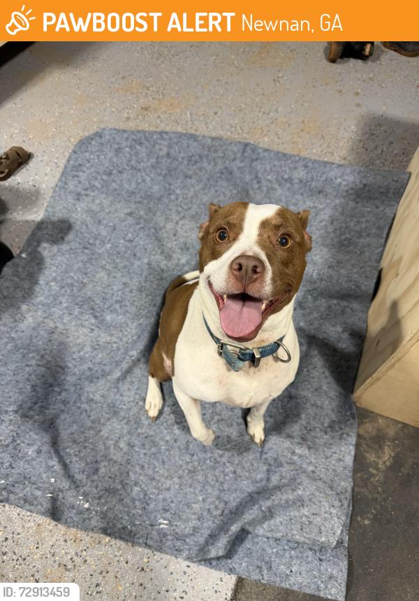Found/Stray Male Dog last seen Brianwood drive, Newnan, GA 30265