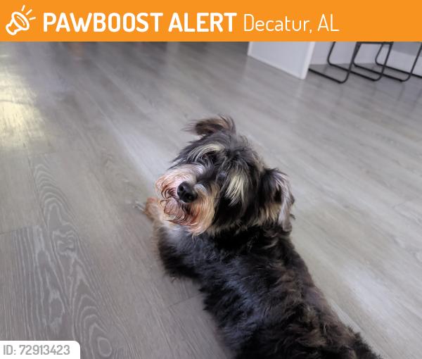Found/Stray Unknown Dog last seen Connect Church/Old Highway 31, Decatur, AL 35603