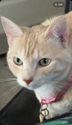 Lost Female Cat last seen Stable Glen Dr, San Antonio, TX 78245