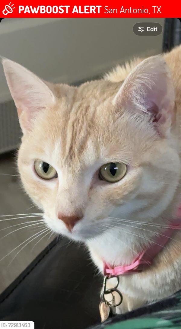 Lost Female Cat last seen Stable Glen Dr, San Antonio, TX 78245