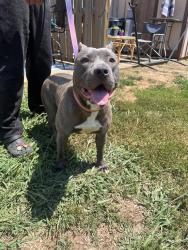 Found/Stray Female Dog last seen At Fairview village apmts , Lexington, NC 27292