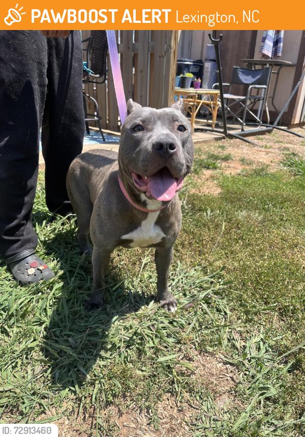 Found/Stray Female Dog last seen At Fairview village apmts , Lexington, NC 27292