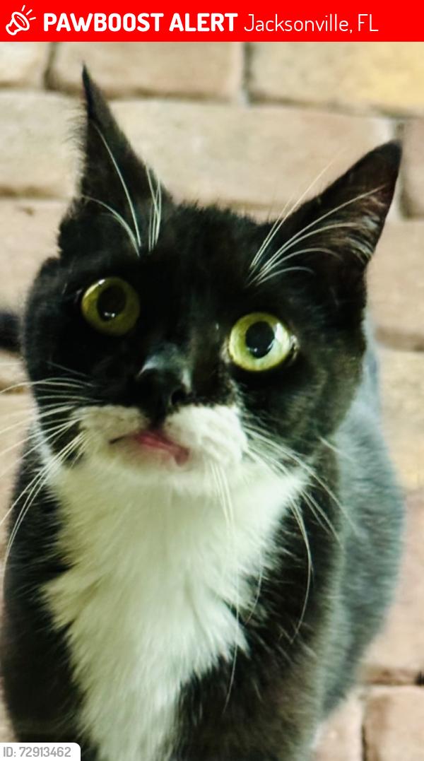 Lost Female Cat last seen Deep Lagoon Pl. E. & The Woods Dr W. , Jacksonville, FL 32246