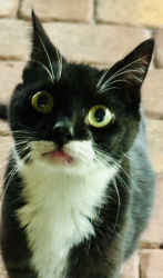 Lost Female Cat last seen Deep Lagoon Pl. E. & The Woods Dr W. , Jacksonville, FL 32246