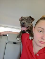Reunited Male Dog last seen Butler , Adrian, MI 49221