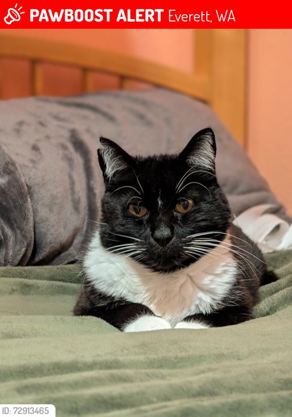 Lost Male Cat last seen 96th ST SE Everett , Everett, WA 98208