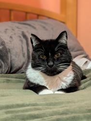 Lost Male Cat last seen 96th ST SE Everett , Everett, WA 98208