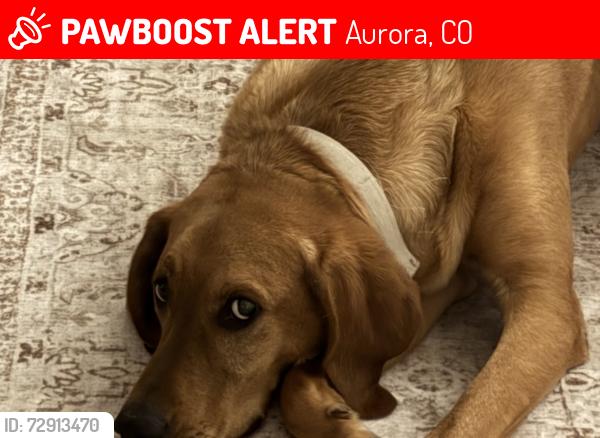 Lost Male Dog last seen E MountainView Blvrd and Elmira street, Aurora, CO 80010