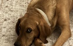 Lost Male Dog last seen E MountainView Blvrd and Elmira street, Aurora, CO 80010