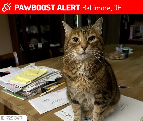 Lost Female Cat last seen Kicsi Ln, Baltimore Ohio, Baltimore, OH 43105