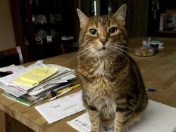 Lost Female Cat last seen Kicsi Ln, Baltimore Ohio , Baltimore, OH 43105