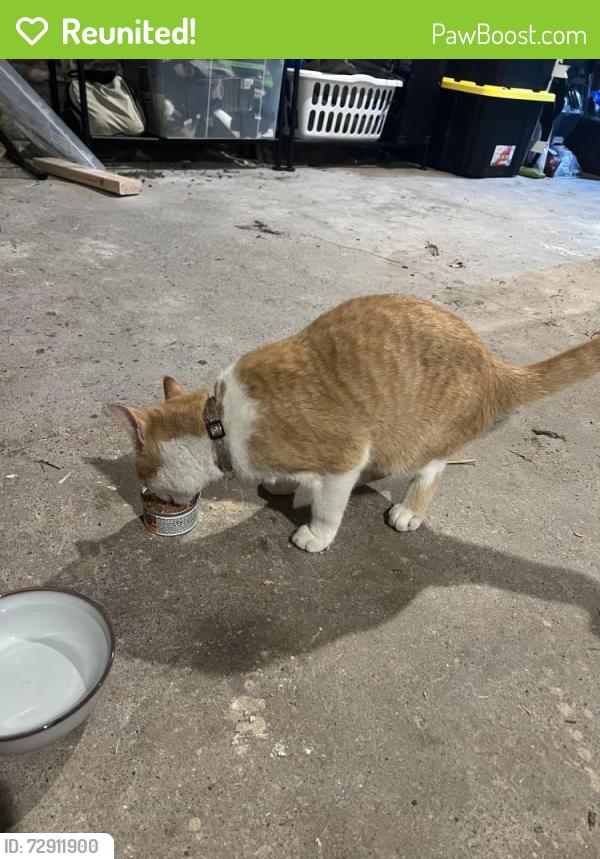 Reunited Unknown Cat last seen Jefferson & Summer ST NE , Minneapolis, MN 55413