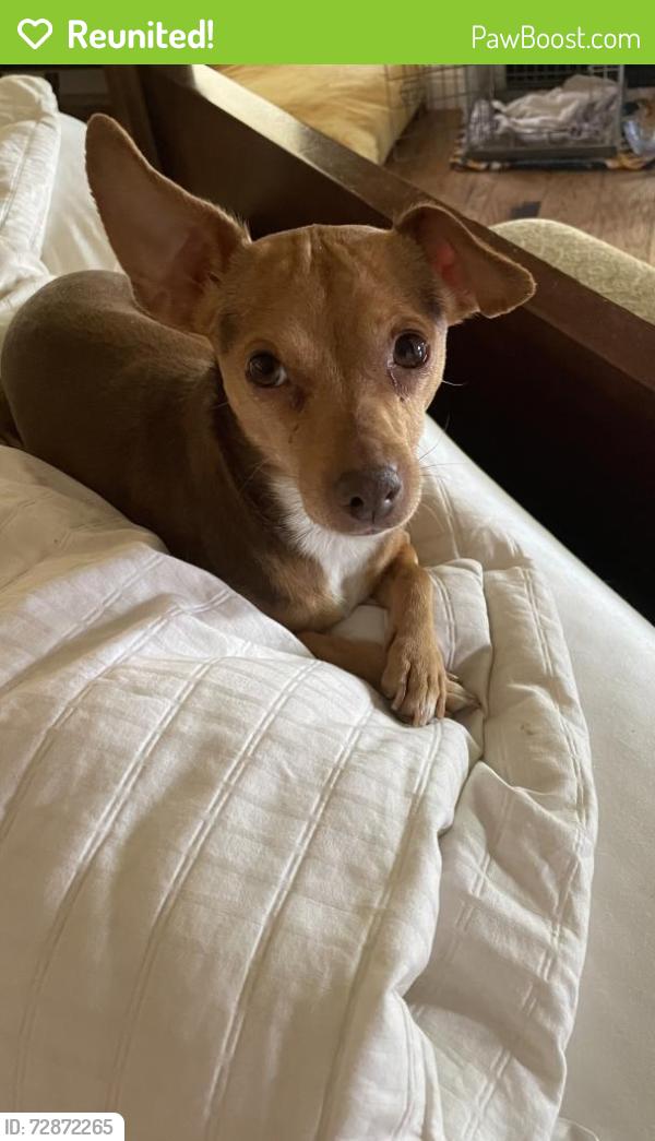 Reunited Female Dog last seen El Capitan flamingo , Las Vegas, NV 89147