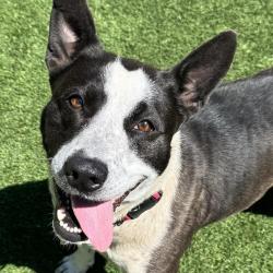 Shelter Stray Female Dog last seen , Ottawa, KS 66067
