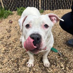 Shelter Stray Male Dog last seen , Philadelphia, PA 19140