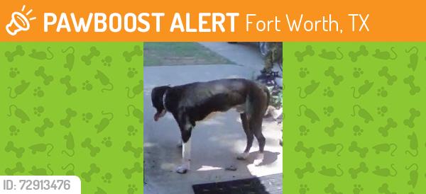 Found/Stray Male Dog last seen Kathy Lane, Fort Worth, TX 76123