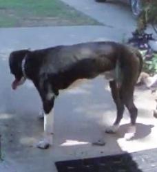 Found/Stray Male Dog last seen Kathy Lane, Fort Worth, TX 76123