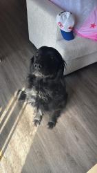 Lost Male Dog last seen Near Hidden Springs Circle Kissimmee, FL 34743, Kissimmee, FL 34743