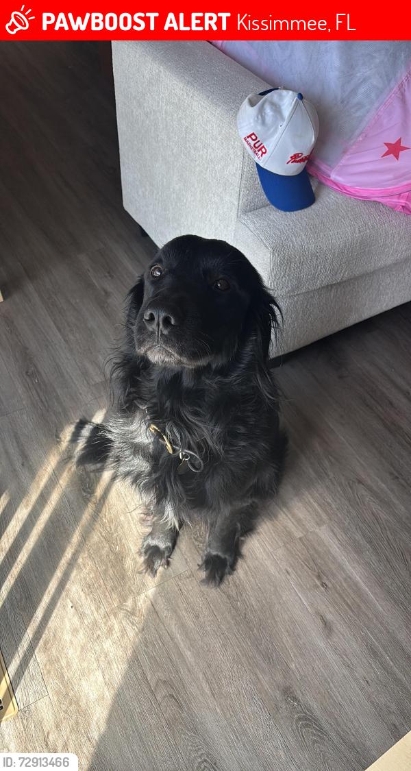 Lost Male Dog last seen Near Hidden Springs Circle Kissimmee, FL 34743, Kissimmee, FL 34743