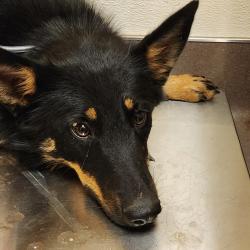 Shelter Stray Female Dog last seen , Norman, OK 73072