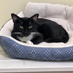 Shelter Stray Male Cat last seen , Port Richey, FL 34653